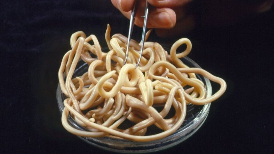 Parasitos do corpo humano