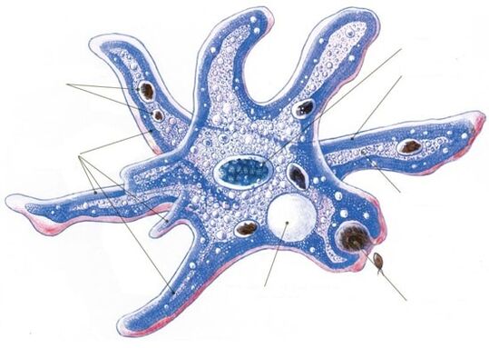 Estrutura dun parasito protozoario
