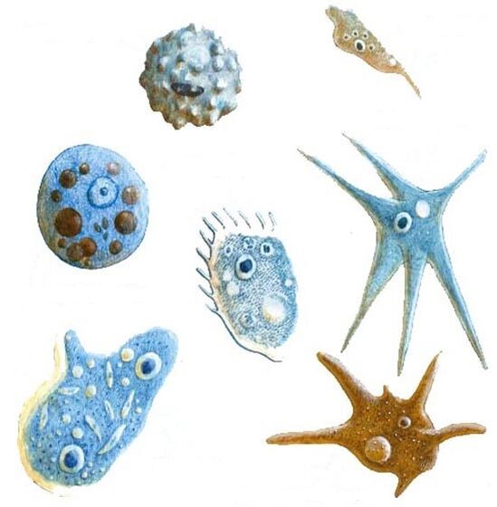 Tipos de protozoos parasitos
